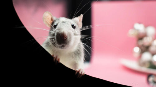 Animaux & Végétaux - Daily Geek Show