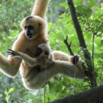 Gibbon