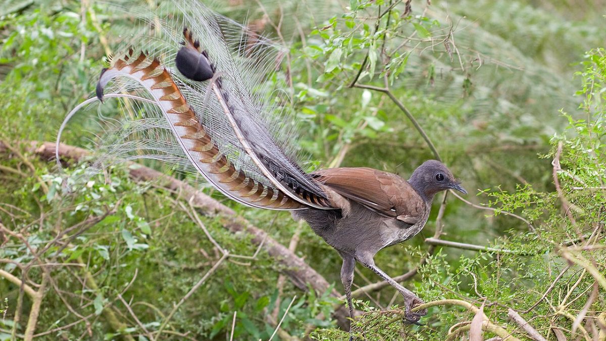 L’oiseau-lyre conçoit des micro-habitats pour engraisser ses proies avant de les manger