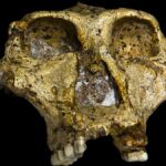 Paranthropus Robustus