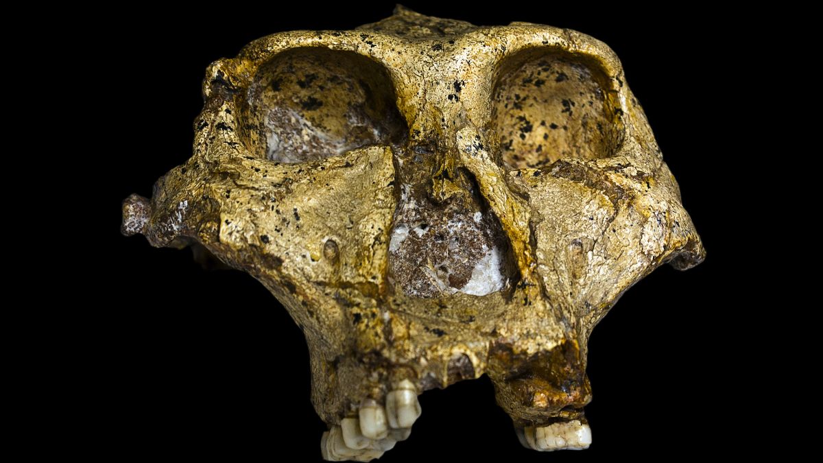 Paranthropus Robustus