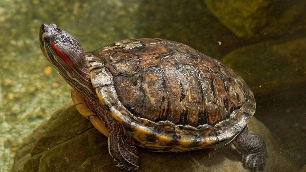 Tortue Caneton