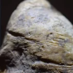 L'humanité boulversé après cette découverte