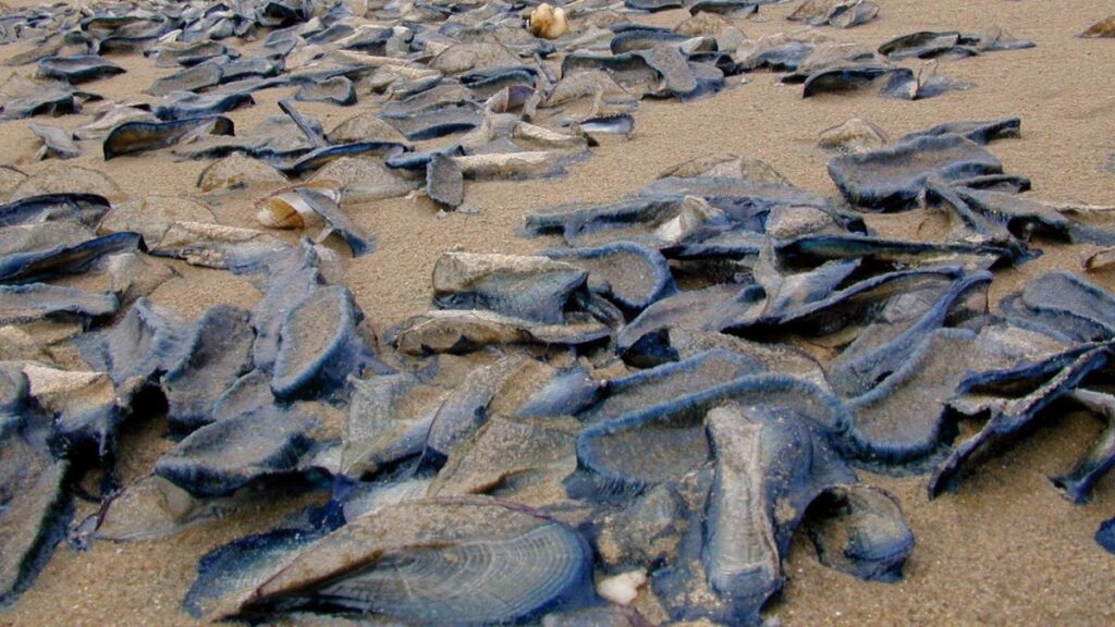 Creatures Plage