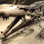 crocodile de la terreur