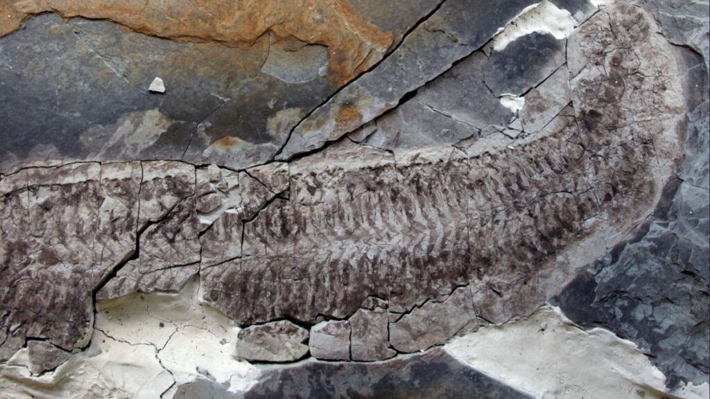 Fossile Creature