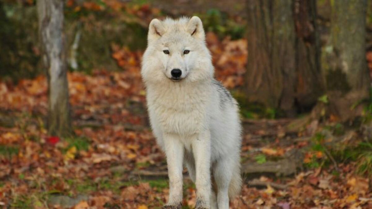 Le « loup terrible » disparu depuis 13 000 ans a-t-il vraiment été ressuscité par un laboratoire ?
