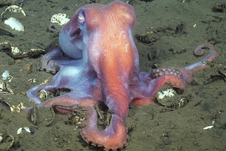 Céphalopode