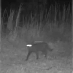 Quel est cet animal découvert par des scientifiques ?