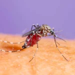 Un moustiques se nourrissant de sang