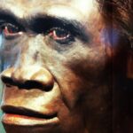 Homo Erectus