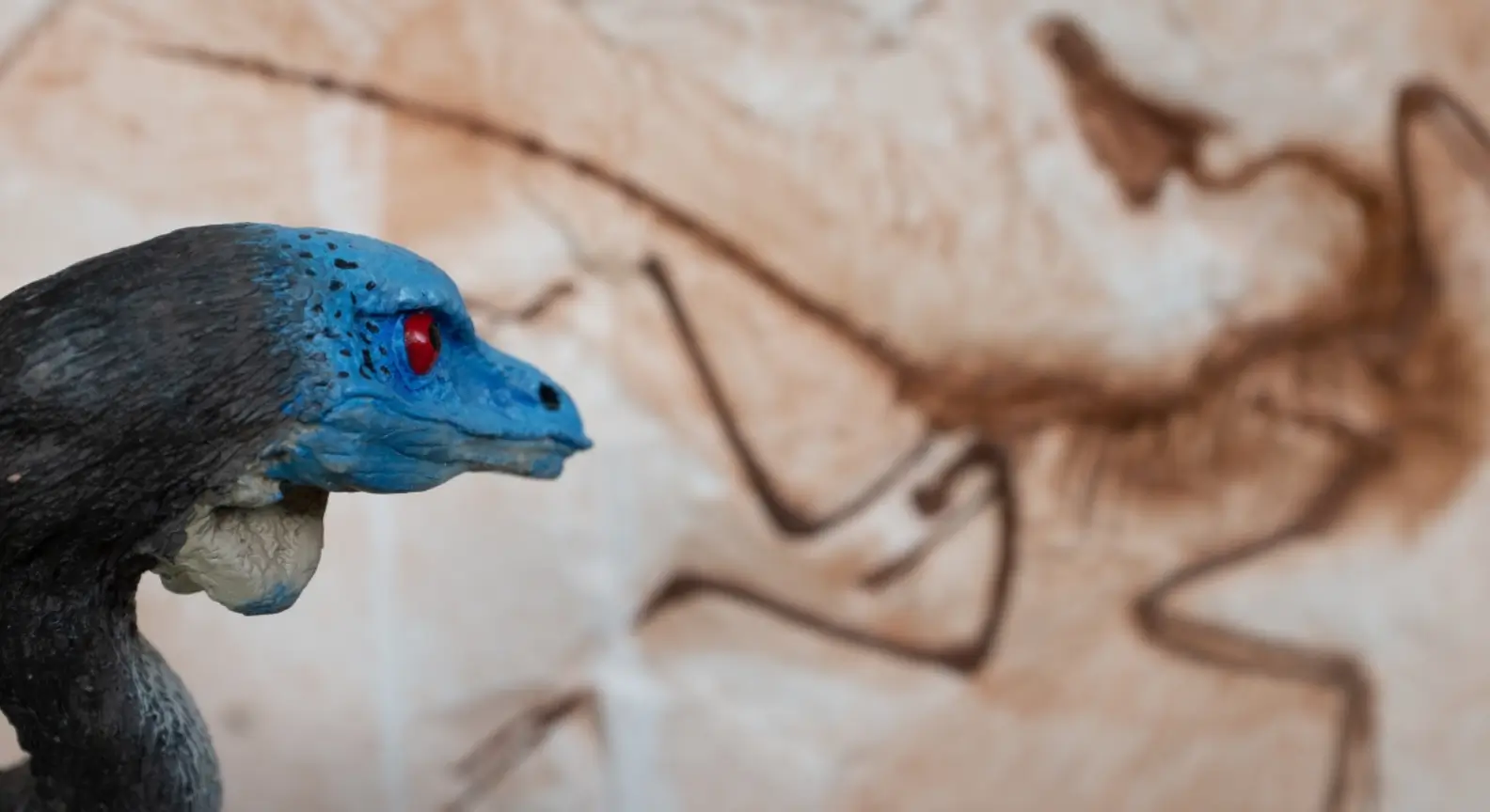 Archéoptéryx bleu et noir, avec en arrière-plan un fossile gravé dans la pierre.