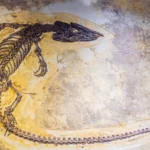 Fossile complet d’un dinosaure préhistorique parfaitement conservé dans la roche, vu de dessus