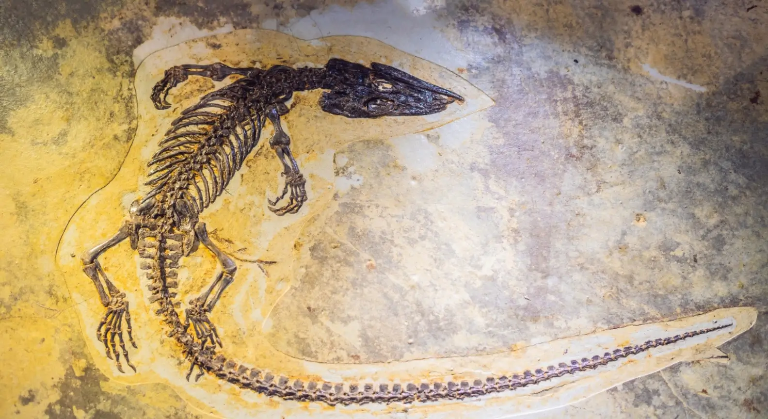 Fossile complet d’un dinosaure préhistorique parfaitement conservé dans la roche, vu de dessus