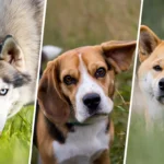 Portrait rapproché de trois chiens difficiles à éduquer — un Husky, un Beagle et un Shiba Inu — tous regardant l’objectif, sur fond naturel.