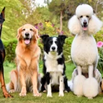 Plusieurs chiens calmes et majestueux posés dans un paysage naturel paisible, incarnant chacun une énergie vitale élevée et un parfait équilibre
