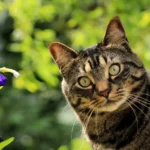 Un chat tigré regarde fixement près de fleurs violettes dans un jardin très ensoleillé