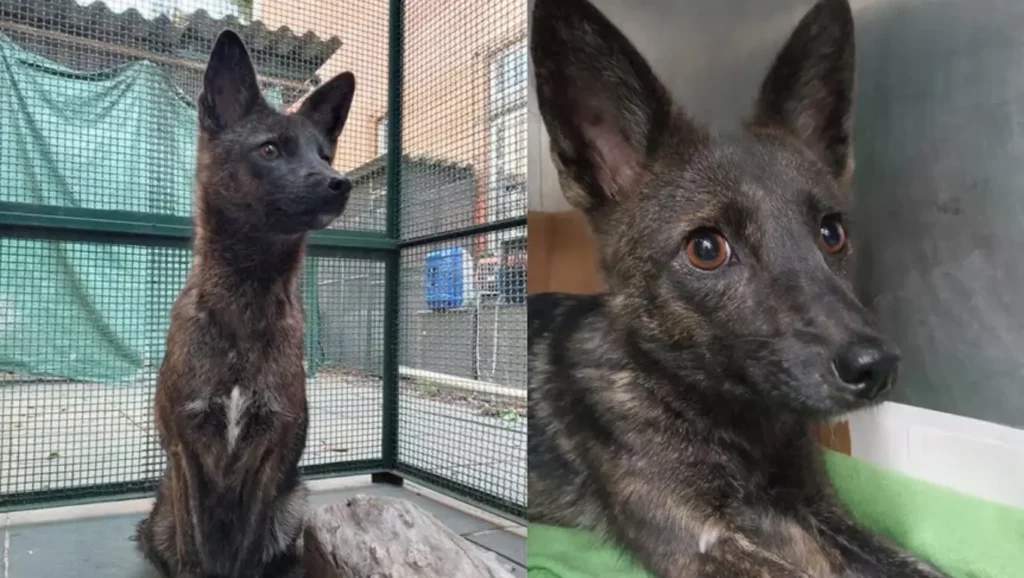 Animal hybride au pelage brun tigré, mélange entre chien et renard