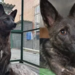 Animal hybride au pelage brun tigré, mélange entre chien et renard