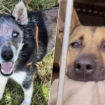 Deux chiens abandonnés : l’un au pelage abîmé et les yeux clairs, l’autre derrière les barreaux d’un refuge, l’air triste
