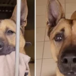 Kyra, chienne croisée Malinois de 8 ans, derrière les barreaux d’un refuge SPA.
