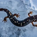 Cette salamandre figée dans la glace intrigue les scientifiques