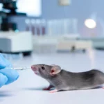 Souris de laboratoire reniflant une pipette tenue par une main gantée dans un environnement scientifique stérile