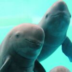 Deux marsouins aptères du Yangtsé dans leur habitat naturel