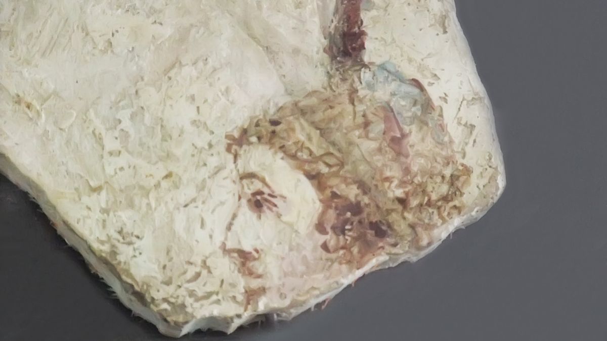 Fragment d'une fresque