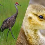 Deux grue du Canada et un Bernache du Canada