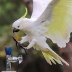 Un oiseau ouvre un robinet pour boire