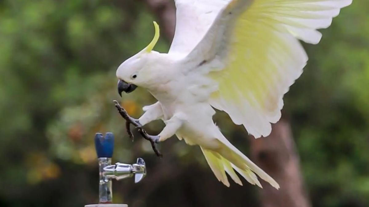 Un oiseau ouvre un robinet pour boire