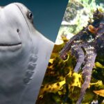 Une raie et un poulpe