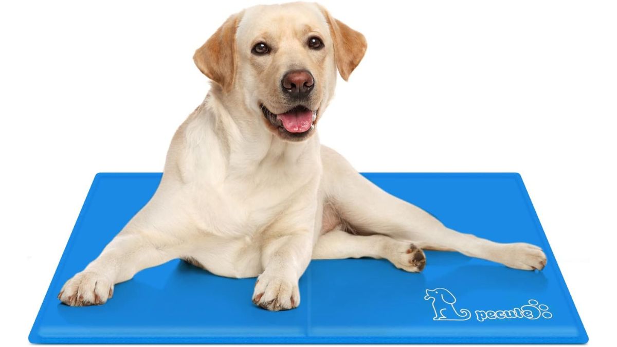 Un chien sur un tapis rafraichissant.