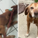 Montage montrant le chien Bob amaigri à gauche, puis en meilleure santé à droite après son sauvetage