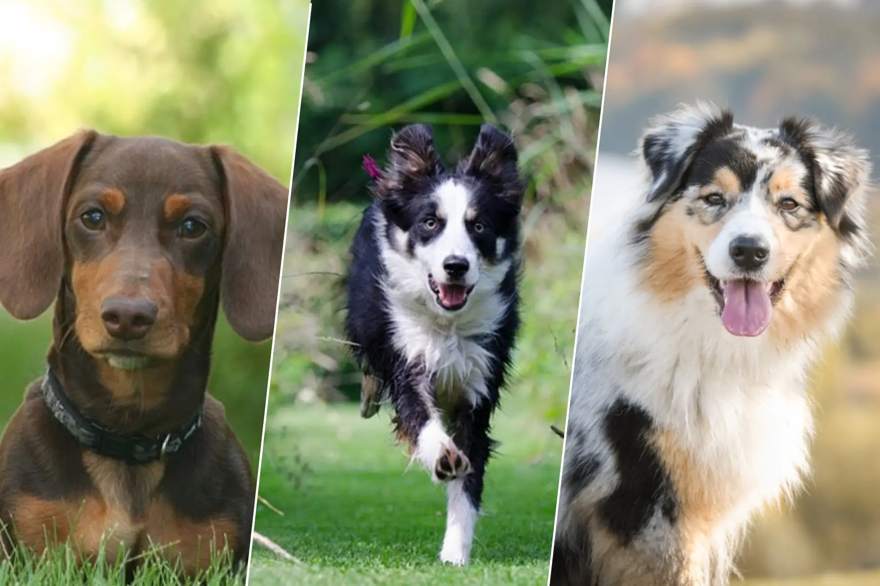 Portraits d’un Teckel, d’un Border Collie courant sur l’herbe et d’un Berger Australien assis, tous très attentifs.
