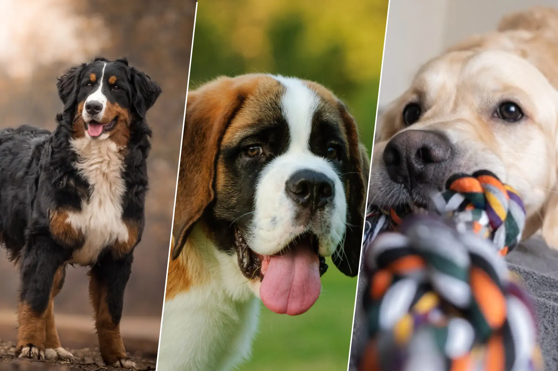 Bouvier bernois, saint-bernard et golden retriever, trois races de chiens connues pour leur gentillesse mais à l’espérance de vie réduite
