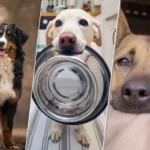 Trois chiens : un bouvier bernois en extérieur, un labrador tenant une gamelle, un chien triste derrière une barrière