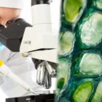 Une scientifique observe un échantillon au microscope à côté d'une image au microscope de cellules en gros plan