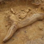 Fossile de dinosaure partiellement dégagé du sol lors de fouilles archéologiques