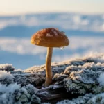 Un champignon Galerina marginata sur une souche givrée, au cœur d’une forêt en hiver