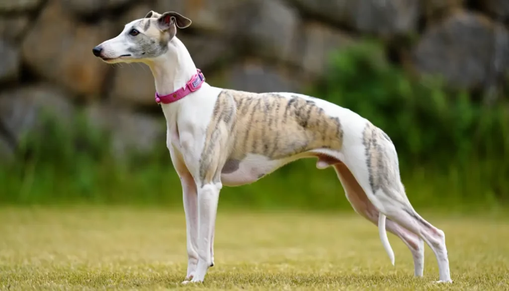 Lévrier espagnol (galgo) au pelage bringé, debout sur l’herbe et regardant au loin