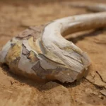 Os fossile de dinosaure partiellement visible dans un sol sec et craquelé.