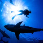 Plongeur sous-marin entouré de poissons imposants dans une eau bleue intense, au large de l’Espagne