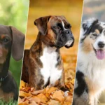 Portrait d’un teckel, d’un boxer et d’un berger australien, trois races de chiens vives et dynamiques.