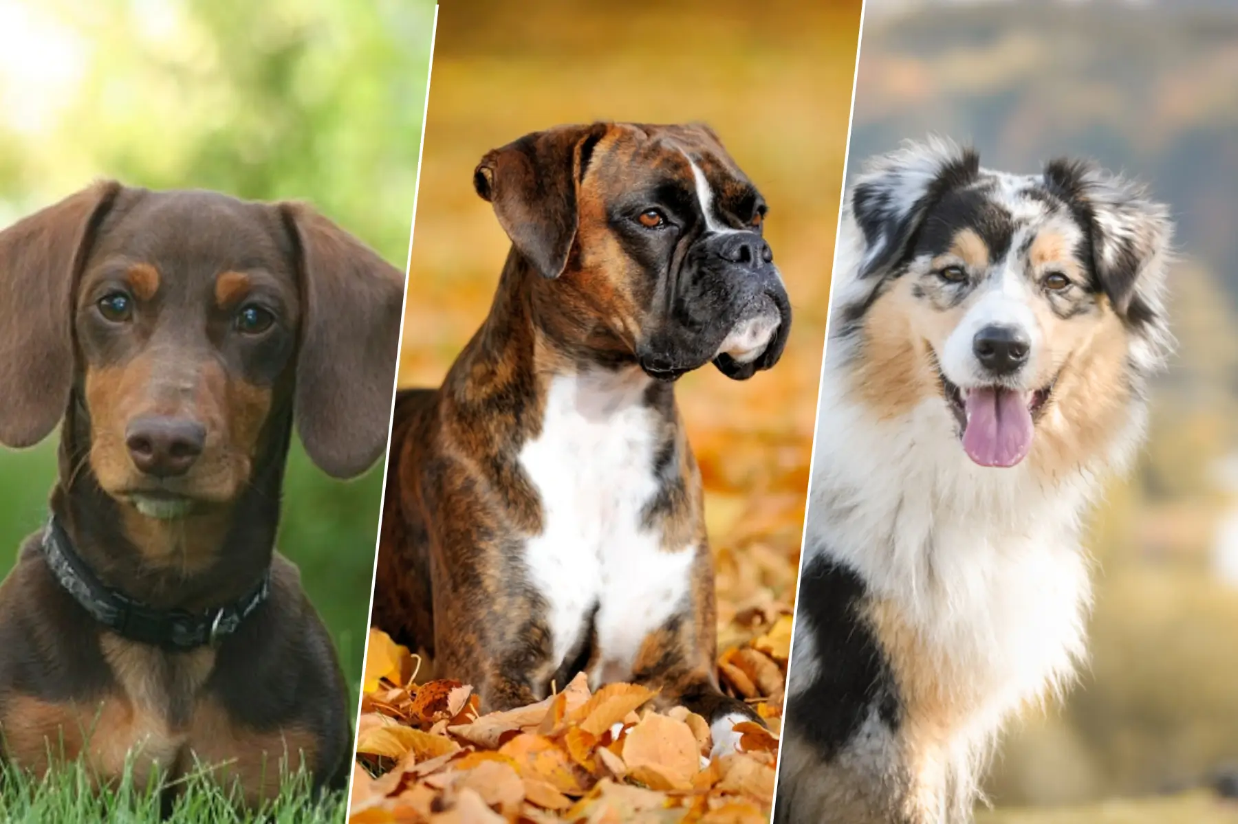 Portrait d’un teckel, d’un boxer et d’un berger australien, trois races de chiens vives et dynamiques.