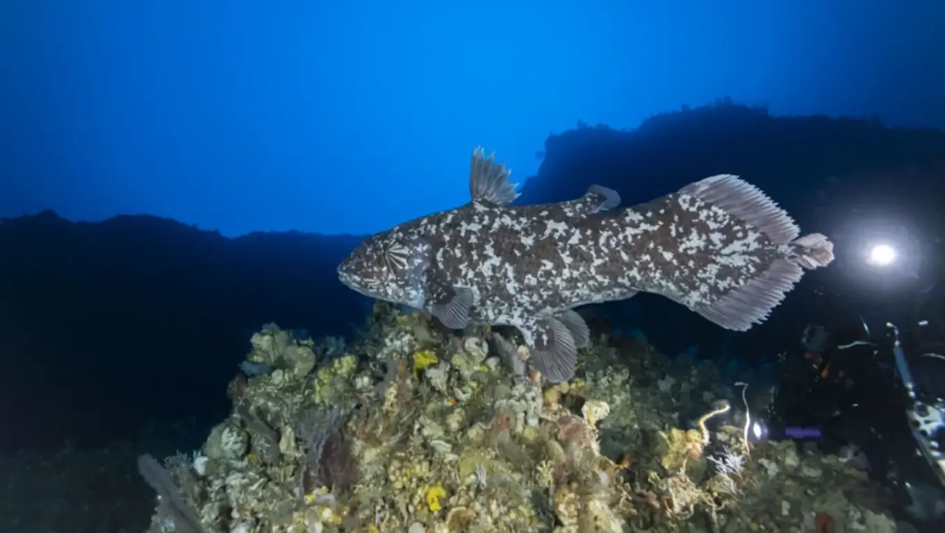 Cœlacanthe vivant nageant au-dessus d’un récif corallien, observé par des plongeurs en profondeur