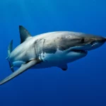 Grand requin blanc nageant dans les eaux profondes, menaçant et en pleine alerte sous la surface bleutée de l’océan