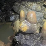 Objet mystérieux fossile dans une grotte mexicaine, partiellement recouvert de minéraux