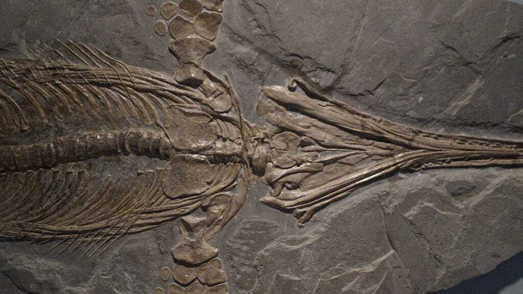 Un fossile d’ichtyosaure géant comportant des tissus mous